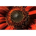 thumbnail image 4 of Velvet Queen Sunflower Seeds/ Annual/ Full Sun/ 12K Seeds 1lb/ Zellajake Farm and Garden - B41, 4 of 5