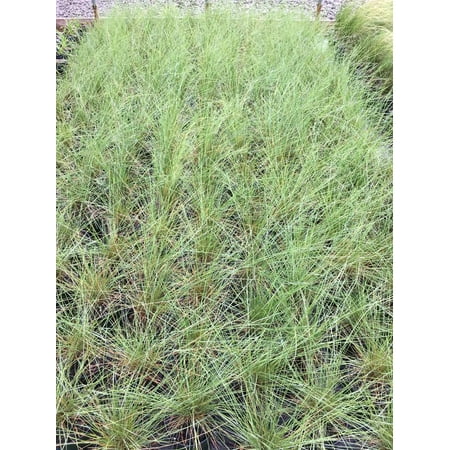 3 Pink Muhly Grass Plants in seperate 4 Inch