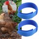 thumbnail image 5 of Collar anticuervo de gallo Yuyangstore 2 piezas, 5 of 7