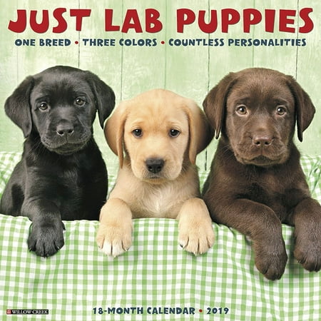 Just Labs - 2019 Lab Puppies Just Wall Calendar, by Willow Creek Press