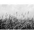 thumbnail image 2 of Pica, Jeff 24x19 White Modern Wood Framed Museum Art Print Titled - Dune Triptych III, 2 of 4
