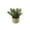 D, variant on Pnmtdaia Artificial Mini Pine Potted Plant with Red Berries Handwoven Rattan Basket Base Fake Evergreen Small Tabletop Greenery for Christmas Winter Holiday Home Shelf Window Decor