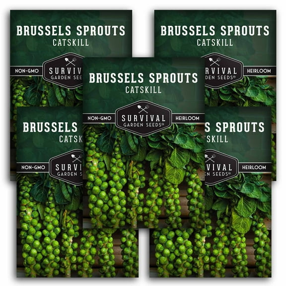 5 Packs Catskill Brussels Sprouts Seeds - Non-GMO Heirloom Full Sun Biennial Vegetable