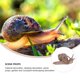 thumbnail image 4 of Figura de caracol de simulación PENGJTMXG 2 piezas juguete educativo de animales, 4 of 4
