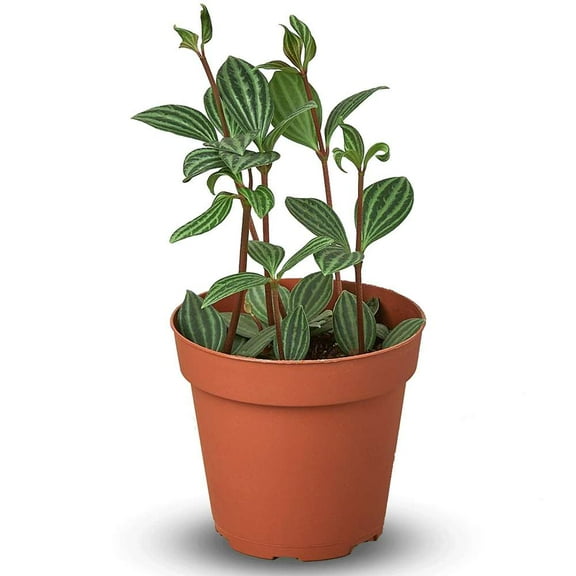 Peperomia Parallel Live Plant for Indoor | Different Houseplants in 4'' & 6'' Pot | Real House Plant for Living Room, Office, Desk & Bathroom | Tetragona | Puteolata