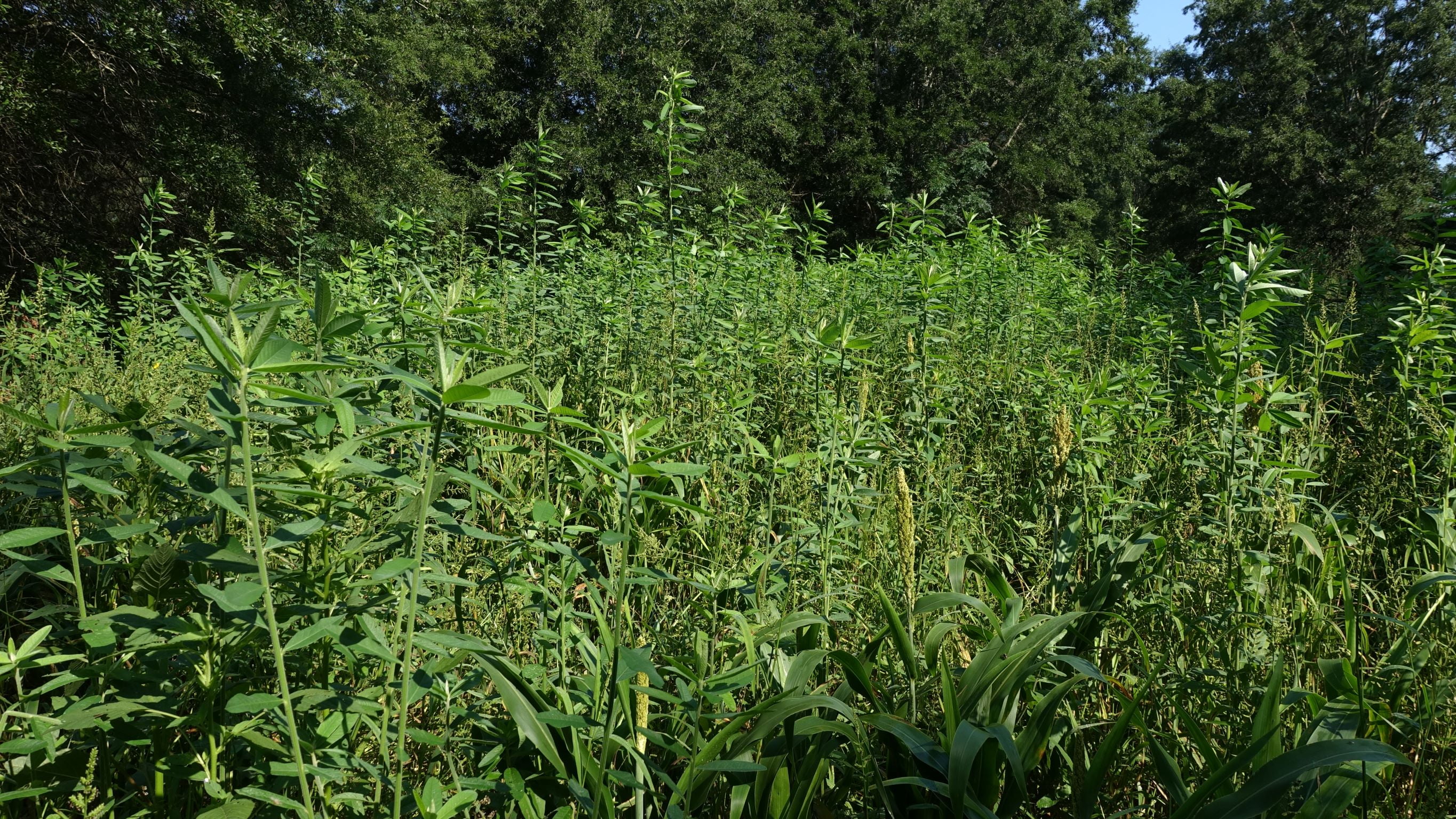Whitetail Institute Sunn Hemp Food Plot Mix 7 lbs