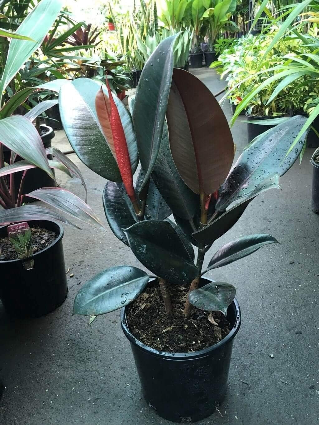 Rubber Plant - Live Plant in an 10 Inch Pot - Ficus Elastica Burgundy - Beautiful Easy Care Air Purifying Indoor Houseplant