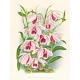 thumbnail image 2 of Jean Jules Linden 15x18 Black Ornate Wood Framed Double Matted Museum Art Print Titled - Dendrobium Proud Var Anosmum (1885-1906), 2 of 5