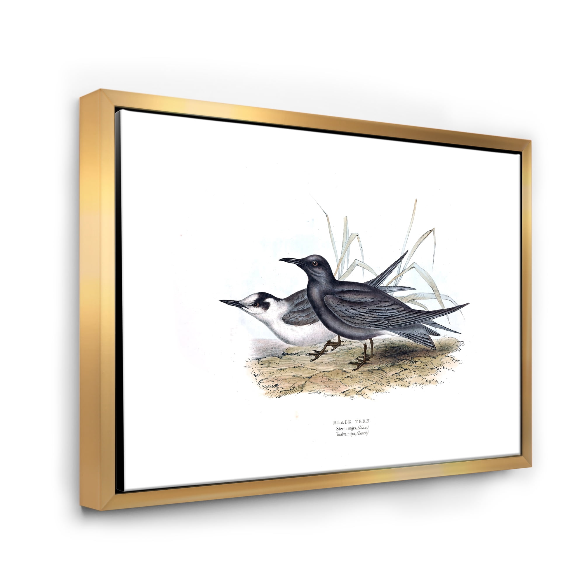 Designart 'Ancient Bird Of Europe II' Traditional Framed Canvas Wall Art Print