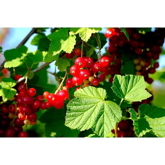 2 Red Currant 'Red Lake' in 3.5 inch pot. Nicely rooted plant.