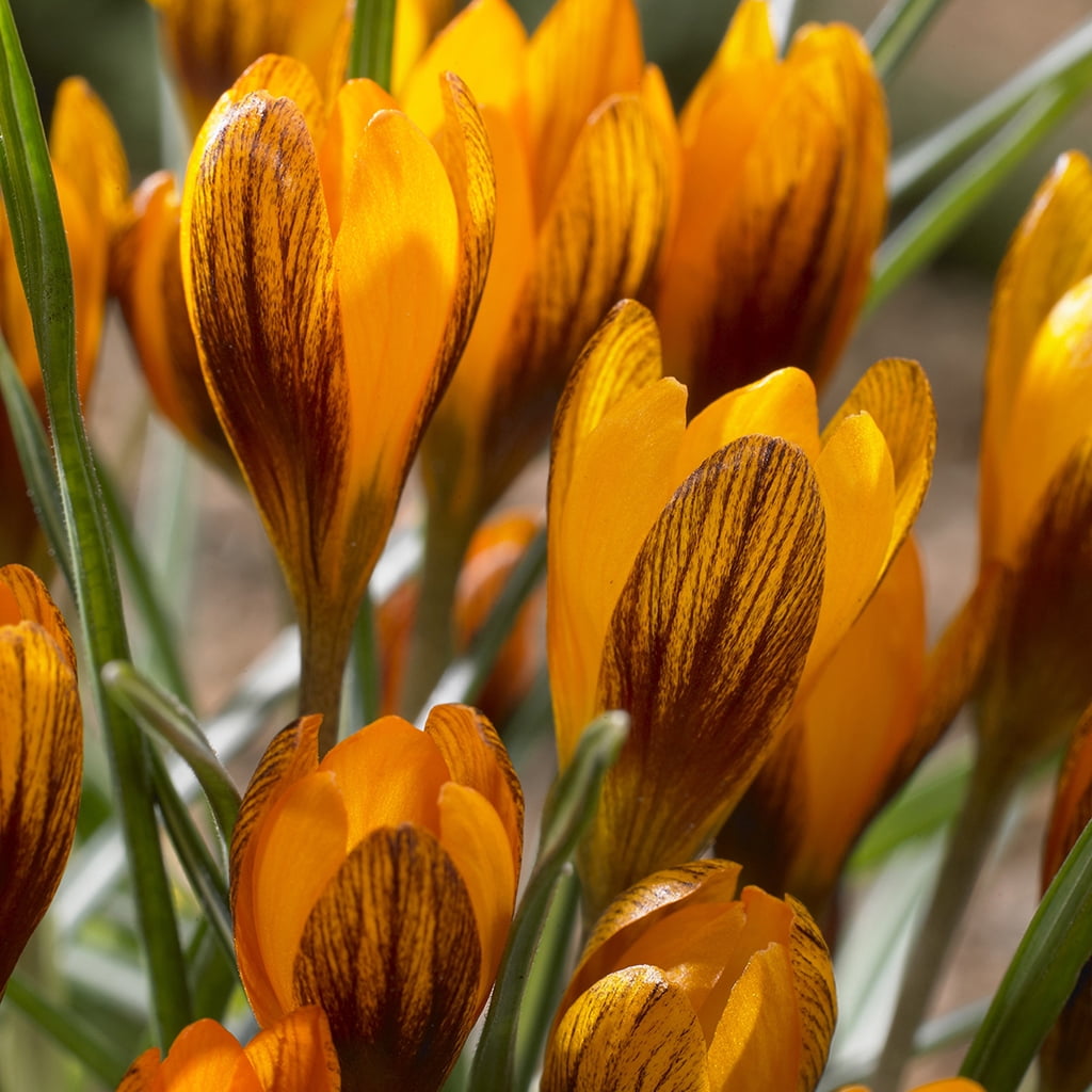 Van Zyverden Crocus Orange Monarch Set of 25 Bulbs Orange Part Sun
