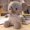 Brown, variant on Pisexur Plush Toys Rompers Baby Elephant Stuffed Toy Simulation Doll Exquisite Gift,Birthday gifts for kids