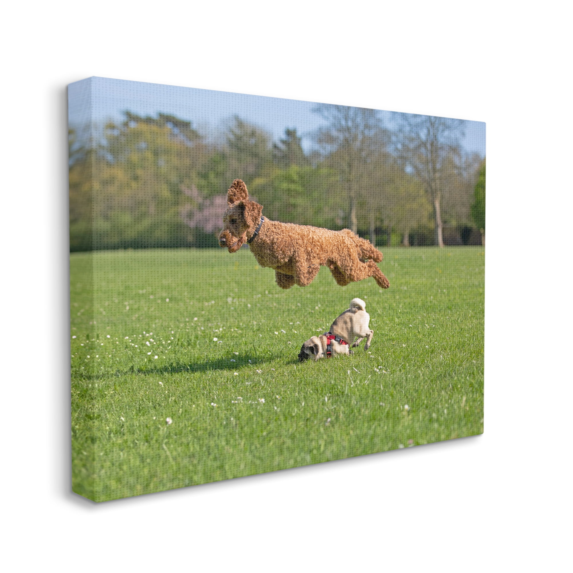 Stupell Industries Jumping Dogs in Field Animals & Insects Photography Gallery Wrapped Canvas Art Print Wall Art, 40 x 30