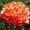 A, variant on Peony, Low Maintenance - Easy Grow - Ideal for Beds Borders, Plant Pots & Planters