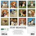 thumbnail image 2 of Beagles 2026 12 X 12 Wall Calendar, (Hardcover), 2 of 5