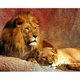 thumbnail image 1 of 5D animal taladro redondo completo diamante pintura DIY mosaico Rhinestone imagen decoración Tmvgtek decoración de arte en el hogar, 1 of 9