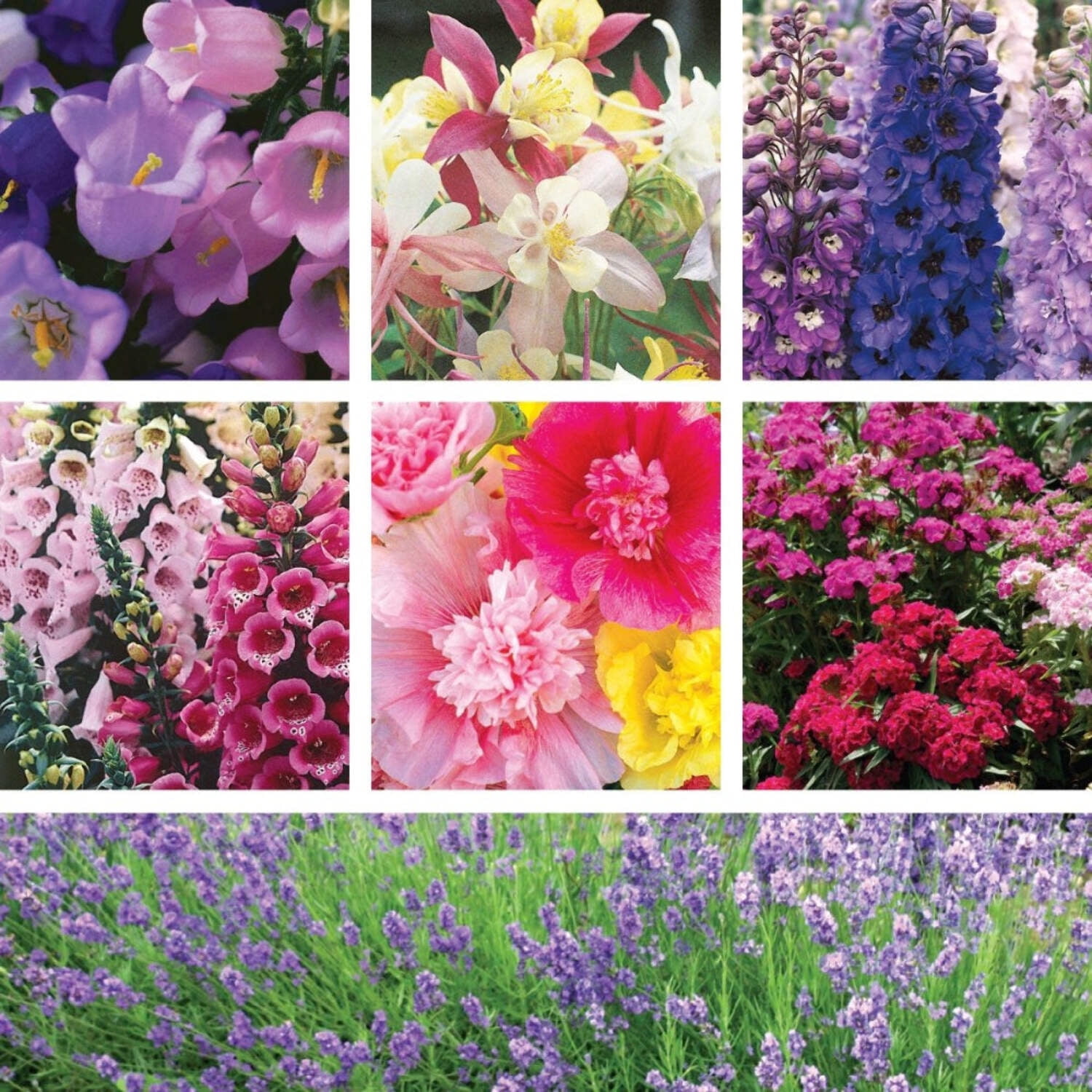 SUPERthrive Organic 4-4-4 All-Purpose Fertilizer, Solid Granular and Ferry-Morse English Cottage Perennial Garden Seed Variety Pack