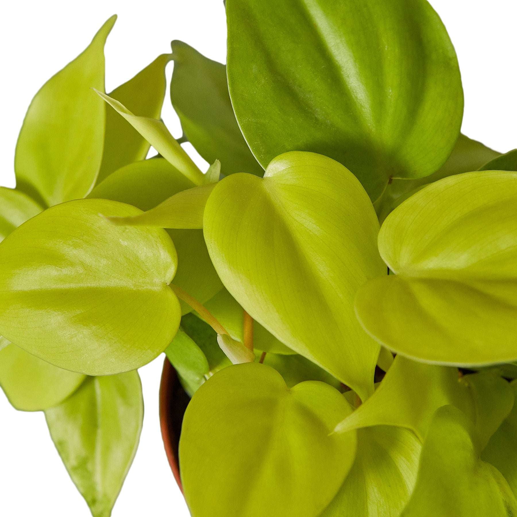 Philodendron Cordatum Neon Live Plant for Indoor | Different Houseplants in 4'' & 6'' Pot | Real House Plant for Living Room, Office, Desk & Bathroom | Neon