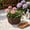Blue, variant on Shallow Succulent Plant Pots, Shallow Planter with Tray and Drainage Holes, Decorative Plastic Planters for Indoor and Outdoor Gardening, Succulent pots for Succulents Cactus and Herbs