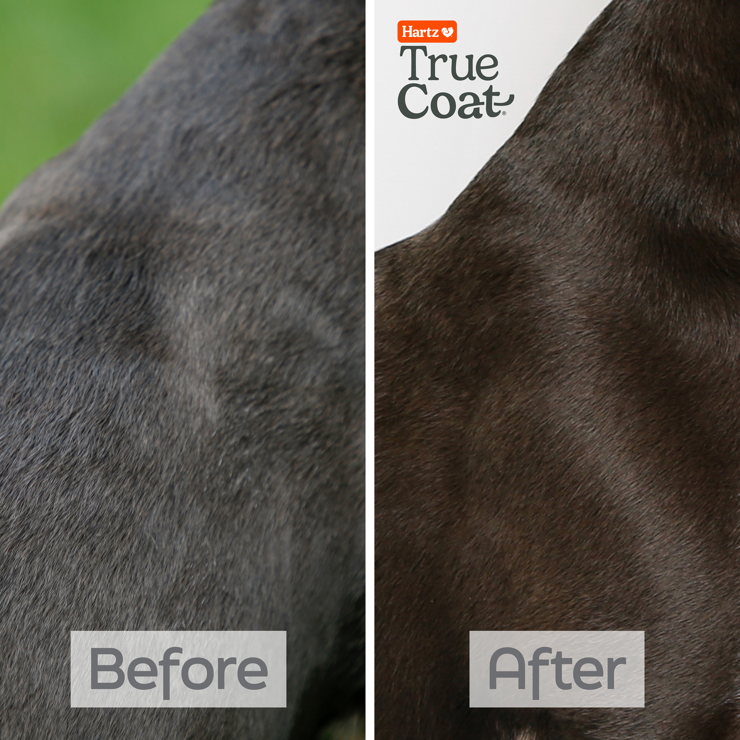 TrueCoat Short & Smooth Coat Dog Shampoo 16oz photo 7