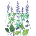 thumbnail image 3 of Dyer, Beverly 14x18 Black Modern Framed Museum Art Print Titled - Wild Lupine, 3 of 5