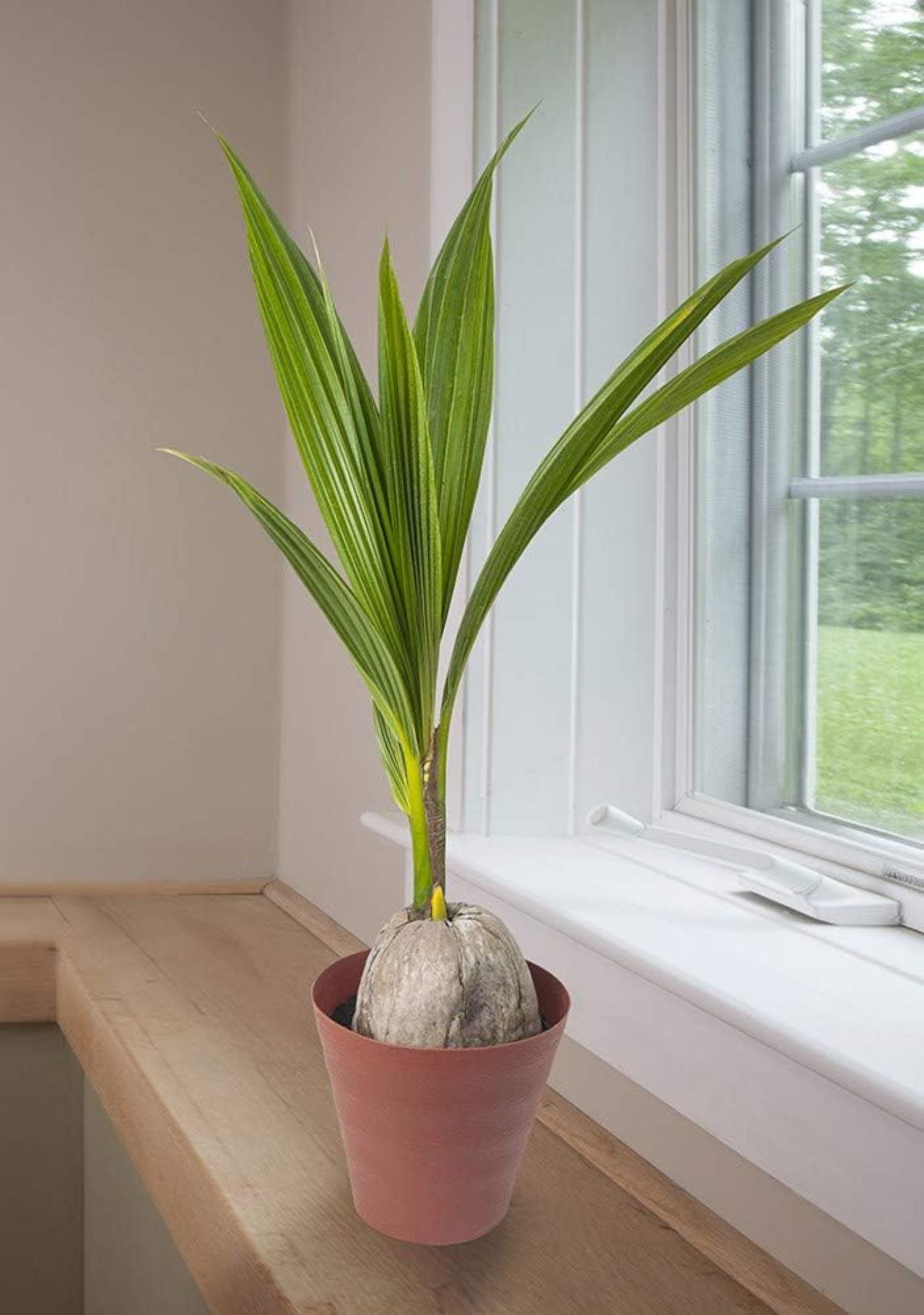 American Plant Exchange Coconut Palm Tree, Tropical Fruiting Houseplant,  Indoor Outdoor, 6-Inch Pot - Walmart.com