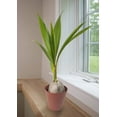 thumbnail image 2 of American Plant Exchange Coconut Palm Tree, Dwarf Malaysian Green, Tropical Live Plant, 6-Inch Pot, Fruiting Houseplant for Indoor/Outdoor Use, 2 of 7