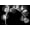 Unframed, variant on Art.com Eucalyptus Xray Art Print by Albert Koetsier, 18" x 12"
