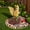 #419-Multicolor, variant on Cevemin Outdoor Realistic Squirrel Sculpture Resin Garden Statue Lawn Ornament Miniature Landscape Decor for Patio Flower Bed Backyard