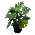 thumbnail image 4 of Masson Farms Live Indoor Plant 28in Tall Monstera Deliciosa Split Leaf in 12in Grower Pot, 4 of 9