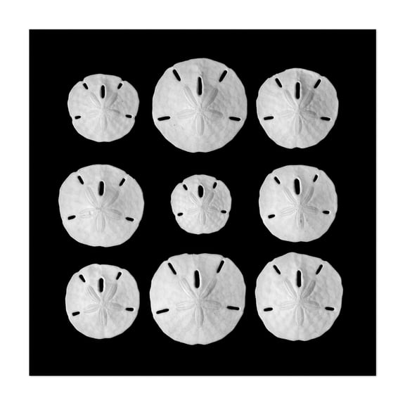 Sand Dollars - Photography Marine Life Beach Coastal Ocean Nautical Minimalist Aquatic Unframed Wall Art Print 6 x 6 inches