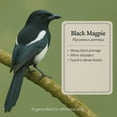 thumbnail image 2 of PuffPurrs Lifelike Black Magpie Plush Toy, Realistic Long Graduated Tail Stuffed Animal, Cute Platysmurus Leucopterus Toy Keychain Gift, 15 Cm/6 In, 2 of 6