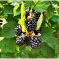 thumbnail image 2 of Set of 2 Triple Crown Thornless Blackberry Plants 4-6 Inch Tall, Large Sweet Berries for Backyard Garden, 2 of 6