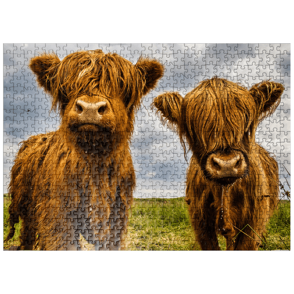 MyPuzzle - Two Highland Cows - Premium 500 Piece Jigsaw Puzzle for Adults