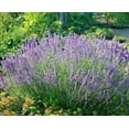 thumbnail image 2 of Home Shops USA Lavender Vera Seeds Mosquito Pest Repellent, 500+ Seeds, 2 of 5