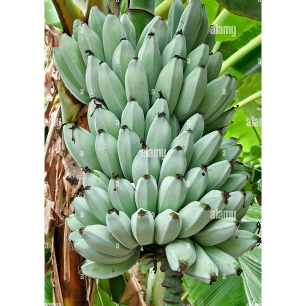 Hirt's Gardens Ice Cream Banana Plant, Musa Blue Java, 4