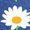 HEATHER ROYAL BLUE, variant on Instant Message - Daisies A Little More Kindness Women's Short Sleeve Graphic T-Shirt