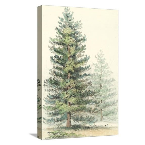 Art.com Majestic Pine I Stretched Canvas Print Wall Art, 12" x 18"