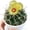 C, variant on Mammillaria hahniana - Easy-Care Live Cactus Plant for Beginners