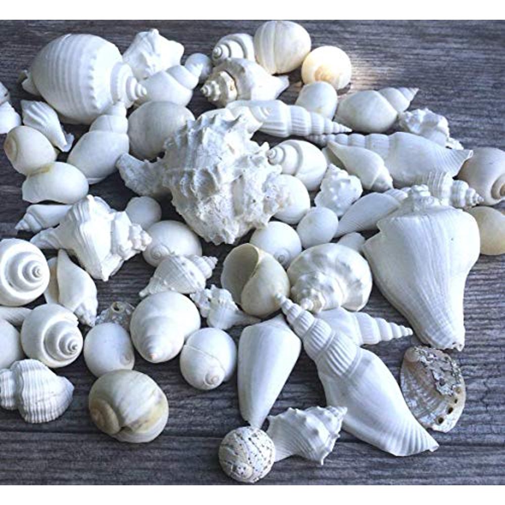 White Decorative Sea Shell Mix 5 Pound of Shell for Decoration