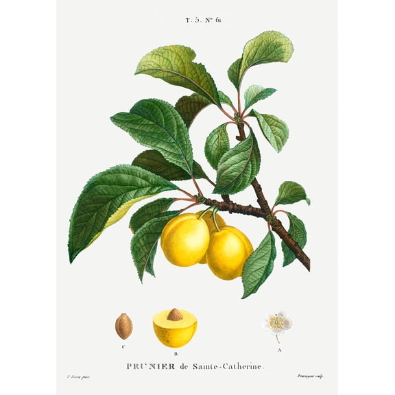 Botanical Plant Print - Plum (Prunier de Sainte-Catherine) by Pierre Joseph Redoute - 12" x 18" Art Print Wall Decor