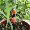 thumbnail image 3 of Système d'Irrigation Goutte à Goutte Système d'Irrigation Goutte à Goutte Kit d'Irrigation Débit d'Eau Irrigation Réglable Tube d'Arrosage Micro Sprinkler, 3 of 5