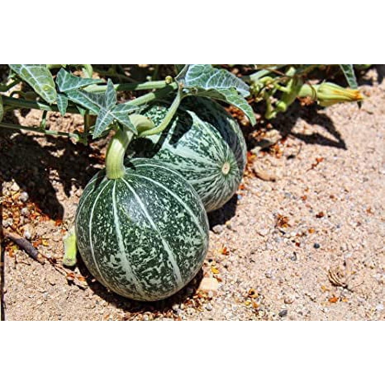 poppy seed plant Great Red Oriental Poppy Seeds — Seeds 'n Such