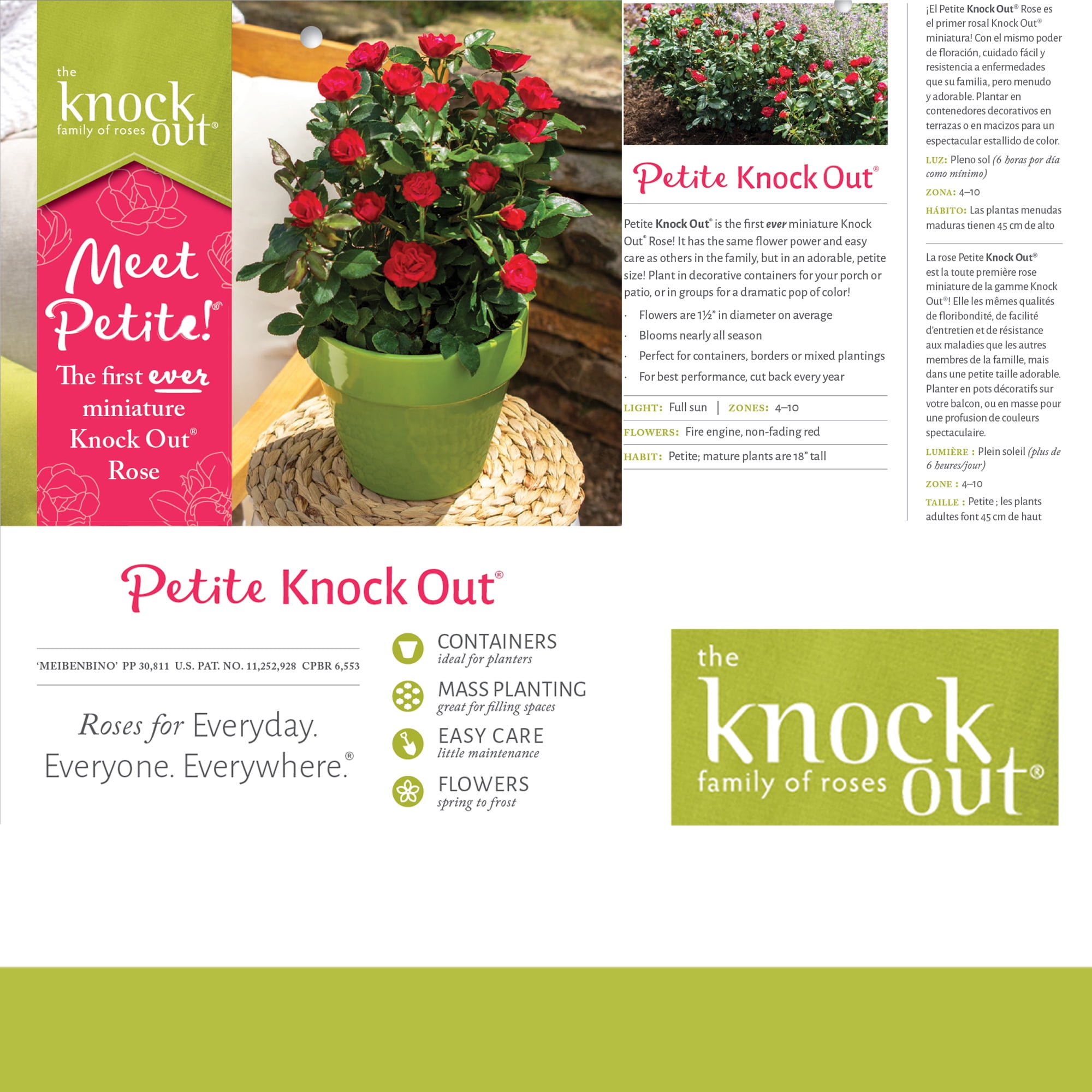 The Knock Out® Family of Roses 'The Petite Knock Out® Rose' Live Shrub in 2-Quart Grower Pot