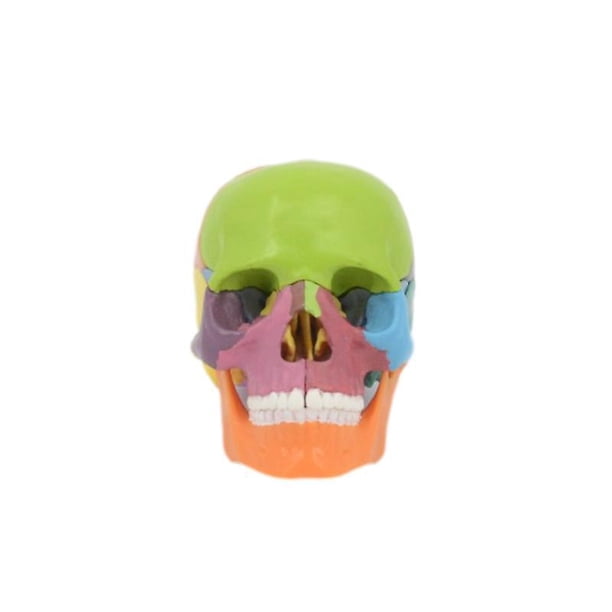 Mini Modelo De Cráneo Humano, Modelo De Cráneo De Anatomía Del Tamaño De La Palma De 15 Partes, Cráneo Explotado, Aprendizaje De Enseñanza De Anatomía Y Fisiología Médica, Educación Para Niños
