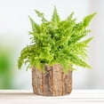 thumbnail image 4 of Creative Bark Flower Bucket Flower Pot Pastoral Succulent Flower Pot Flower Arrangement Basket, 4 of 16