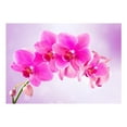thumbnail image 3 of Tiptophomedecor Floral Wallpaper Wall Mural - Thoughtfulness, 3 of 4