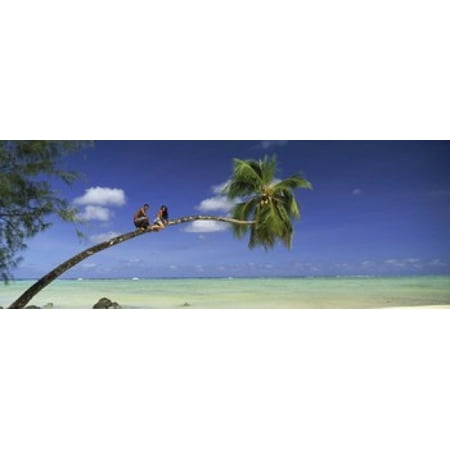 Cook Island Coin Couple on trunk of a palm tree on the beach Aitutaki Cook Islands Canvas Art - Panoramic Images (15 x 6) ()