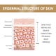 thumbnail image 4 of Niacinamida y Ácido Hialurónico Suero Facial y Corporal 100ml - Fórmula Iluminadora de Piel Antienvejecimiento - Humectante Hidratante para Piel Seca - Reductor de Poros y Control de Grasa, 4 of 8