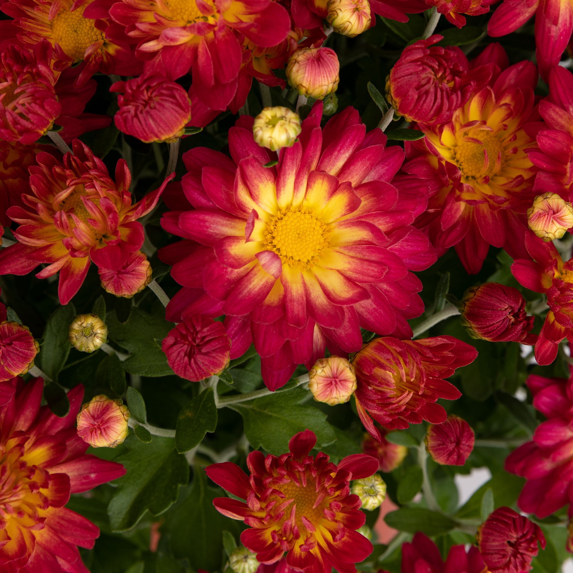 Better Homes & Gardens Sunset Yellow Bicolor Mums Live Plant Garden in 12 in Fall Basket